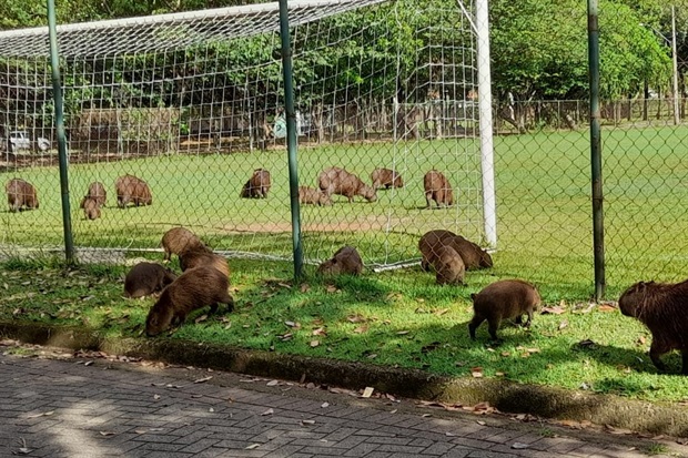 Capivaras são vistas com frequência no entorno da orla do Rio Piracicaba