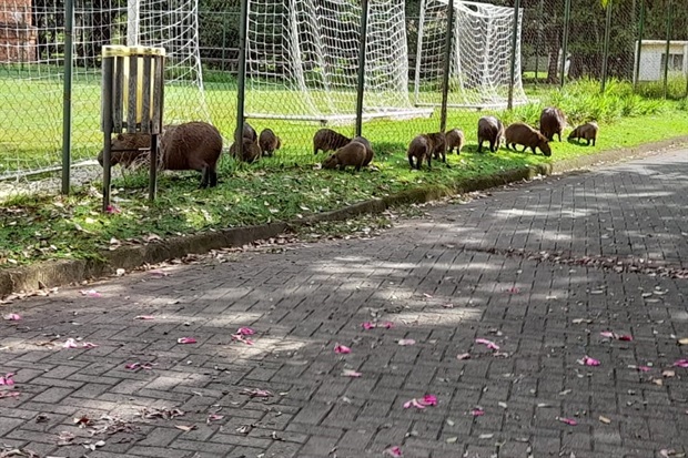 Capivaras são vistas com frequência no entorno da orla do Rio Piracicaba