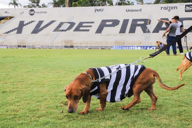 Adoção de cães e gatos recebe estímulo em jogo do XV neste sábado (11) -  Câmara Municipal de Piracicaba