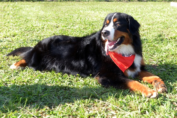 Encontro de Berneses de Piracicaba